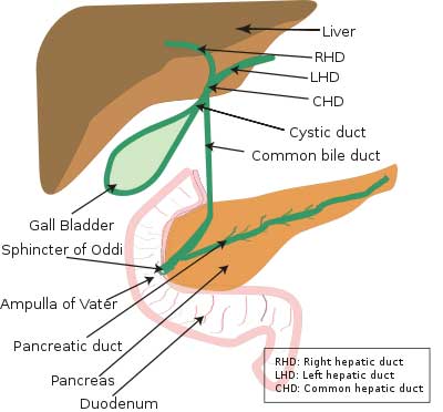 digestive system liver