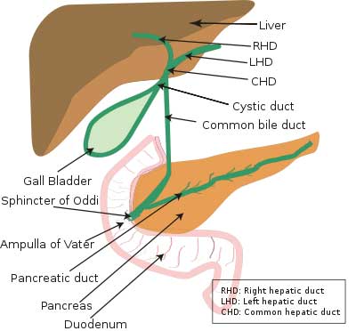 digestive-system-liver digestive system liver