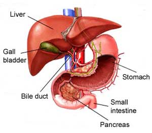 digestive system