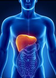 Liver Liver